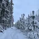 fancie-