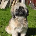 shihtzu_havanais