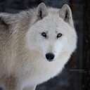 Shilon