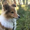 Nerothesheltie