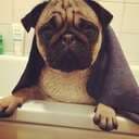 Guldhund
