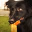 happinessofdogs