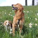 hund_katt